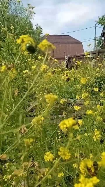 Золотистая бронзовка полюбила наш Чистотел смотреть онлайн