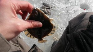 Здесь ВРЕДНАЯ рыба. Зимняя рыбалка на КАМБАЛУ. Ловля камбалы. Махалки отрабатывают. Тавричанка.