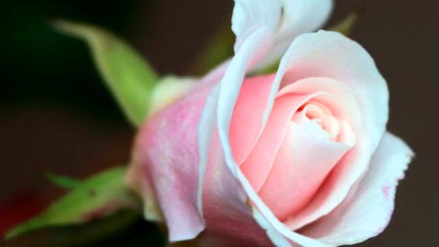 Лучший русский клип на свете онлайн смотреть онлайн