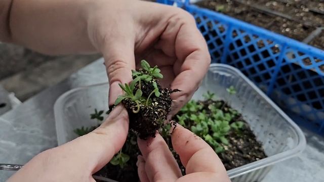 Выращивание лаванды из семян.