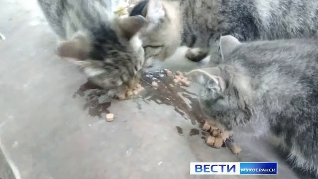 милые кошечки и злая собака внезапный испуг смотреть онлайн