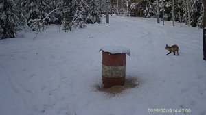Пришла красавица!🦊