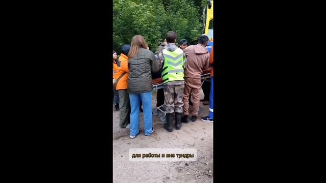 Порода собак Ненецкая оленегонная лайка