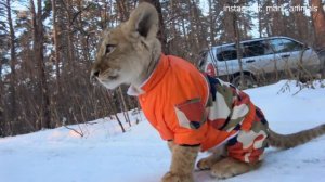 HOME LION ON A WALK 😻 (LIONENER)! Lion is a cat!