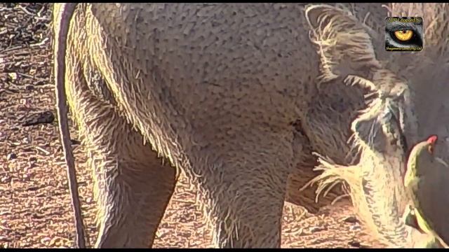 Red-billed oxpecker cleaning warthogs, even their eyelids! смотреть онлайн