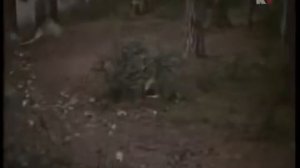 Тайна зеленого бора (1960) фильм смотреть онлайн