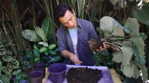 SECRETS IN GROWING HEALTHY MONSTER CALATHEAS AND EVERYTHING YOU NEED TO KNOW ABOUT THEM