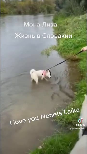 Не все наши собаки любят плавать) но вот Мона Лизе вода пришлась по душе. смотреть онлайн