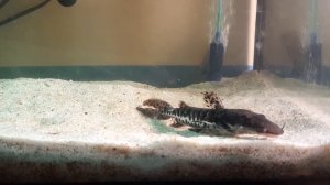 псевдоплатистома фасциатум