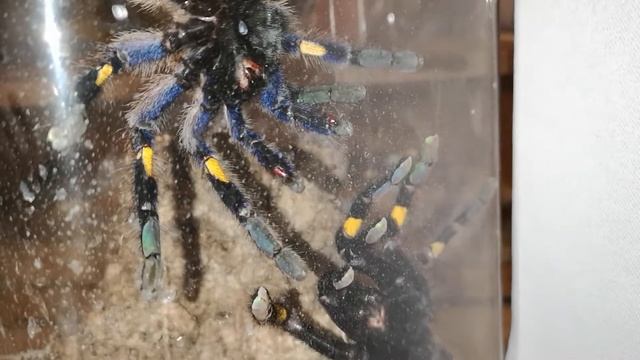 Poecilotheria metallica pairing