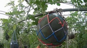 Обзор сортов Итоги урожая Арбузов 2023 г  в Помидорной теплице