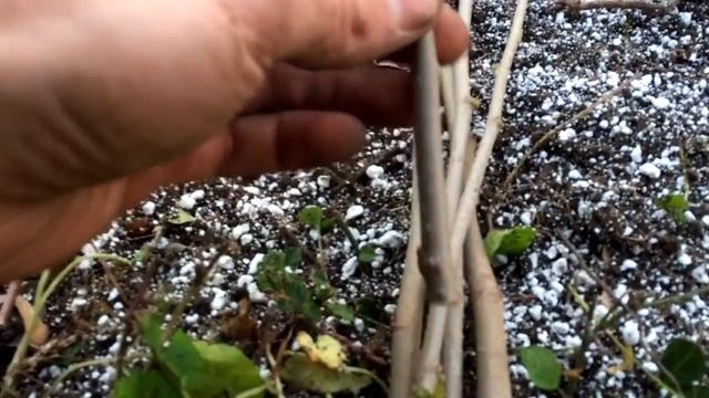 Easy Propagation Bed Experiment: Goumi Serviceberry Aronia Mulberry Cherry