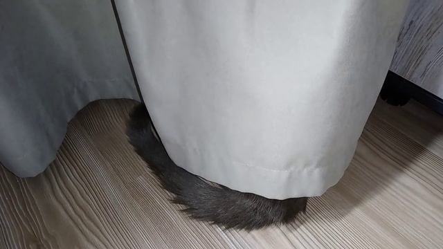 Кот Тихон - мастер маскировки смотреть онлайн