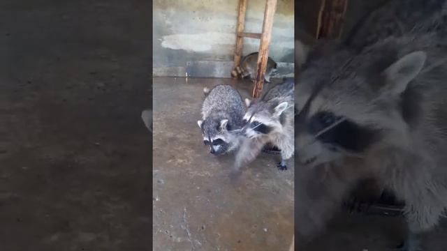 Еноты Астрахани смотреть онлайн