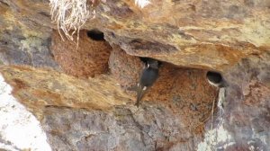 House Martins, Angus Coast 17/7/2014