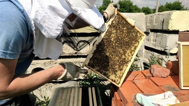 3-я часть. июнь 2023 развитее пчел с 2-х рамок продолжение. смотреть онлайн