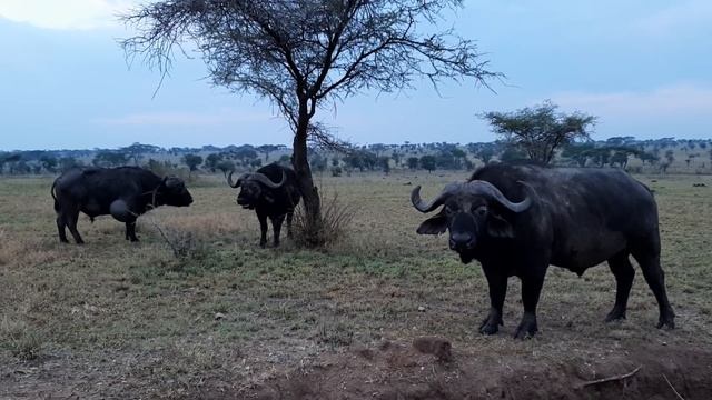 Буйволы в нац. парке Серенгети смотреть онлайн