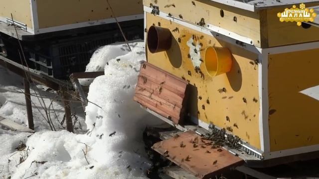 ВЕСЕННИЙ ОБЛЁТ ПЧЁЛ НА ПАСЕКЕ 2019. ОЧИСТИТЕЛЬНЫЙ ОБЛЁТ ПЧЁЛ. смотреть онлайн