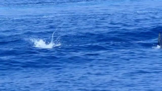 Stenella striata смотреть онлайн