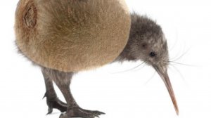 Киви лекция