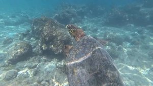 Снорклинг у острова Укулхас Мальдивы.Атол Алиф-Алиф.  Декабрь 2024