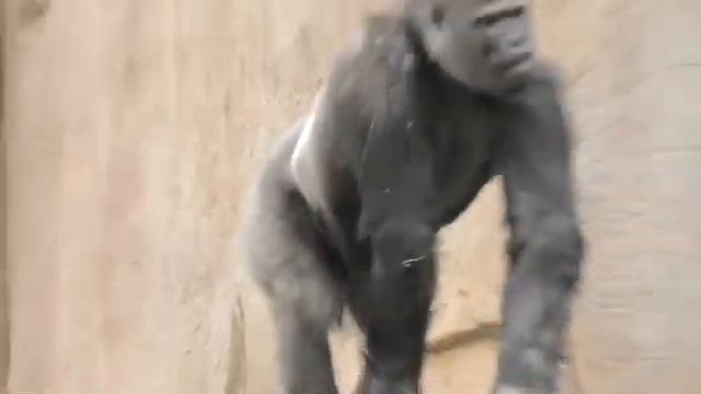 Gorilla 💎 Frank and Monroe 💠 Frank’s lunch time 🌽🌽🌽 San Diego Safari Park 🌸 смотреть онлайн