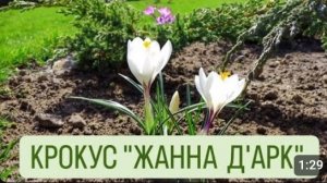 КРОКУС "ЖАННА Д'АРК". 30.03.2024г.