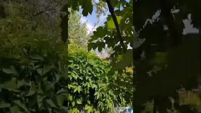 сад релакс природа