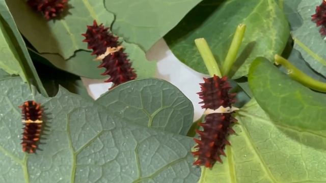 紅紋鳳蝶 幼蟲Pachliopta aristolochiae interpositus (Fruhstorfer, 1901) @zeroworkshop9974 смотреть онлайн