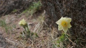 зарисовочка о жизнестойкости