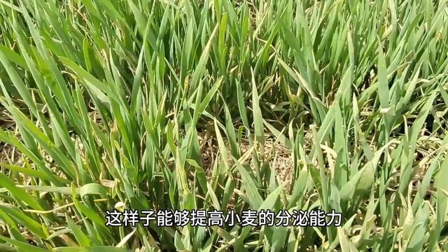 小麦啥时间追肥最高产？不是3月份、也不是4月份，今天总算明白了 смотреть онлайн