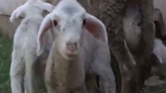 Ishrana jagnjadi смотреть онлайн