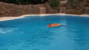 Самые лучшие трюки дельфины 👍🤙🤘