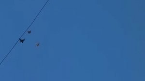 Николаевские голуби. Лахов В.С. +79165172471 Подмосковье