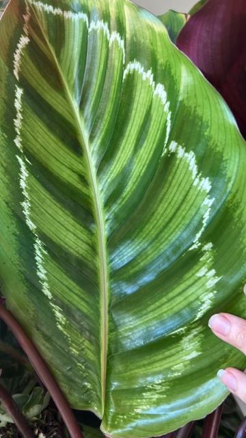 Check out some of my fav leaves this January so far... 💚 #houseplants #plantaddict  #crazyplantlady