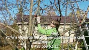 Услуги ухода за плодовыми деревьями в саду. Выезд Агрономов по Москве и области. Звоните сейчас!