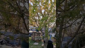 Дача в Германии! 31 часть! 16.04.2020!