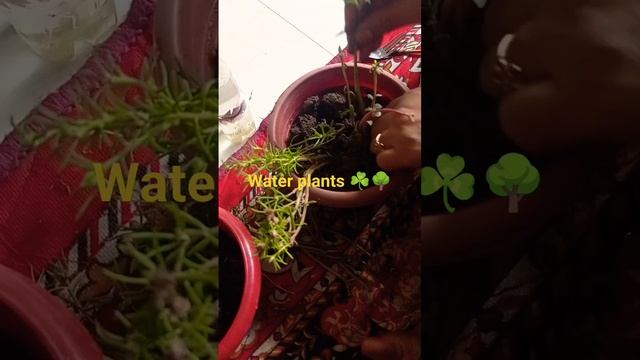 Water to soil plant Shifting 💦🌿🪴#shorts#repottingplants