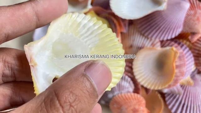 NOBLE SCALLOP SHELL CHLAMYS NOBILIS MIMACHLAMYS NOBILIS SHELL BY KHARISMA KERANG INDONESIA смотреть онлайн