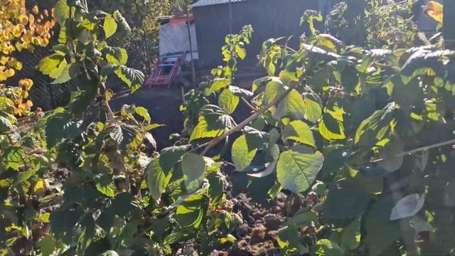 Малина в ноябре!!!! Просто класс!!!