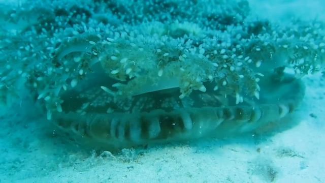 Have you ever seen an UPSIDE DOWN jellyfish?! смотреть онлайн