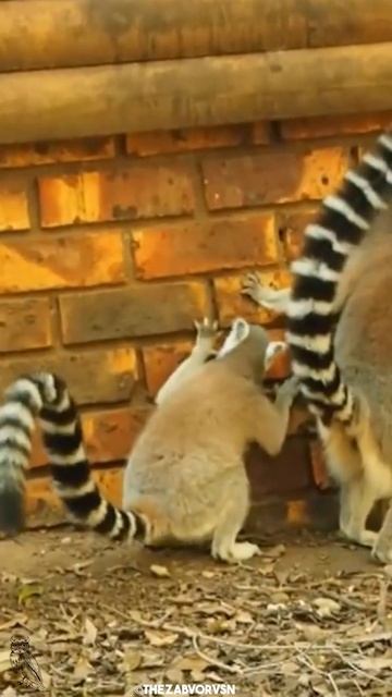 The GHOST👻of MADAGASCAR смотреть онлайн