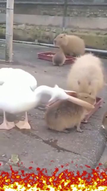 Pelican Tries to Eat Capybara #Shorts смотреть онлайн