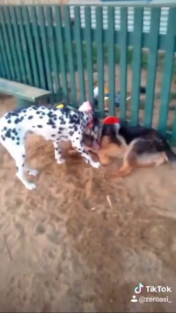 далматин-далматинец тик ток смотреть онлайн