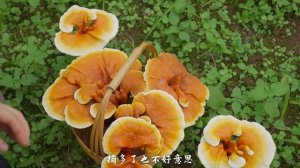 中药——藏身于云南深山里的药精灵【滇西小哥】