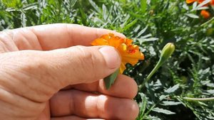 Как сделать Шафран из Тагетиса .