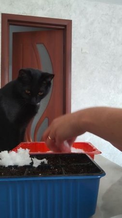 Лобелия