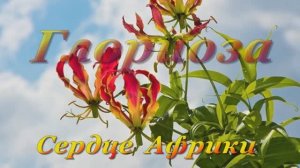 ГЛОРИОЗА - огненная лилия