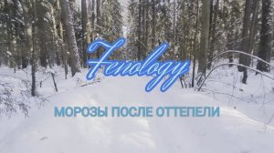 Фенологические наблюдения. Морозы после оттепели.