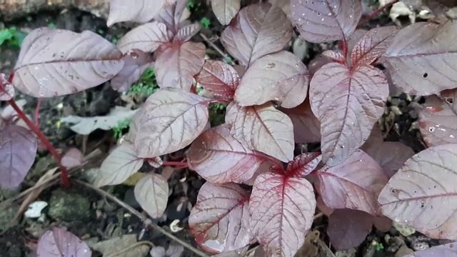 bayam merah ( Amaranthus ) смотреть онлайн